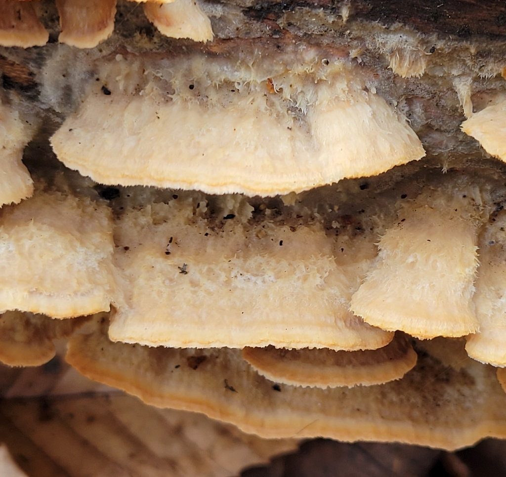 Deer-colored Trametes from Haycock Township, PA, USA on January 2, 2023 ...