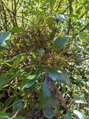 Pseudopanax