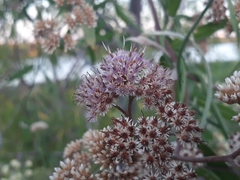 Tessaria integrifolia