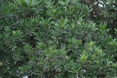 Diospyros dichrophylla