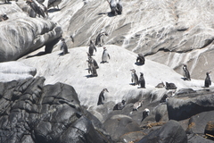 Spheniscus humboldti