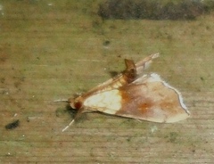 Agrotera nemoralis