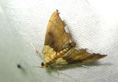 Agrotera nemoralis