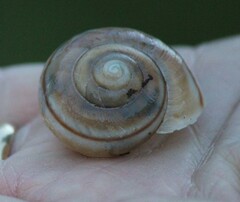 Helminthoglypta traskii