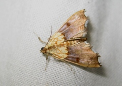 Agrotera nemoralis