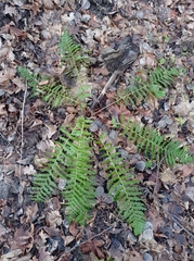 Dryopteris filix-mas