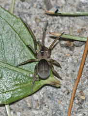 Filistata insidiatrix