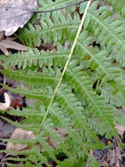 Dryopteris filix-mas