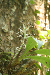 Dendrolirium lasiopetalum
