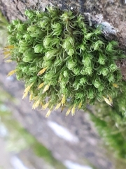 Ulota crispa