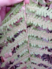 Dryopteris filix-mas
