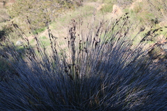 Juncus acutus leopoldii