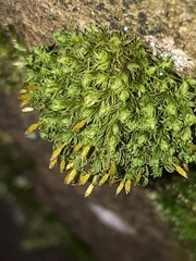 Ulota crispa