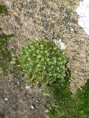 Ulota crispa