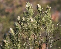 Baccharis sarothroides