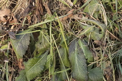 Salvia pratensis