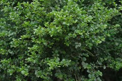 Canthium spinosum