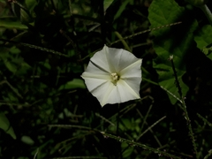 Convolvulus crenatifolius