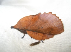 Gastropacha quercifolia