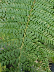 Polystichum setiferum