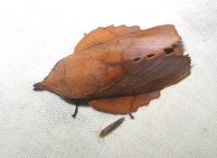 Gastropacha quercifolia