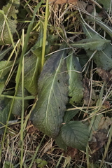 Salvia pratensis
