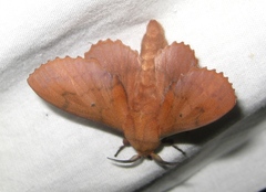 Gastropacha quercifolia