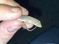 Anolis cupreus