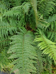 Polystichum setiferum