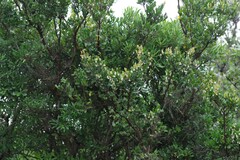 Diospyros dichrophylla