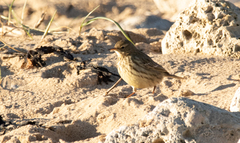 Anthus pratensis