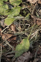 Pulmonaria
