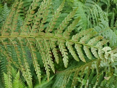Polystichum setiferum