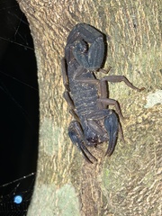 Centruroides edwardsii