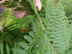 Polystichum setiferum