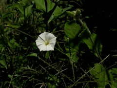 Convolvulus crenatifolius