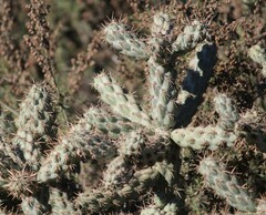 Cylindropuntia prolifera