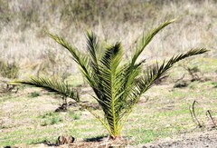 Phoenix canariensis