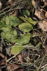 Pulmonaria