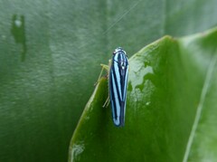 Poecilocarda cosmopolita