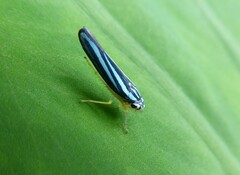 Poecilocarda cosmopolita