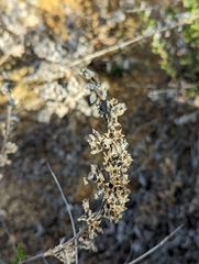 Trichostema lanatum