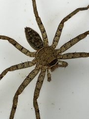 Heteropoda venatoria
