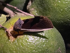 Gonodonta