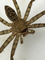 Heteropoda venatoria