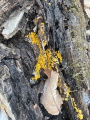 Calycina