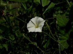 Convolvulus crenatifolius