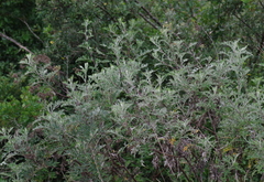 Berkheya bipinnatifida