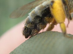 Andrena nigroaenea