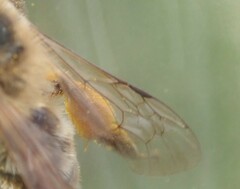 Andrena nigroaenea
